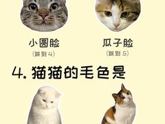 -翊宠yipet猫狗购宠庄园犬舍•猫舍