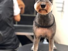 -小尾巴宠物店(万科·金域华庭店)