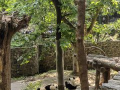 -都江堰中华大熊猫苑