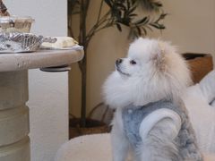 -伊斯坦布尔土耳其清真咖啡餐厅