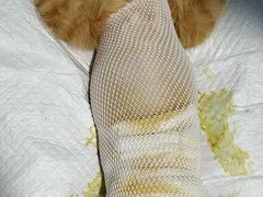 -高德24h动物医院