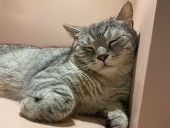 -猫儿山۰猫主题餐厅