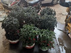 -双季花艺园艺市场(浦东店)