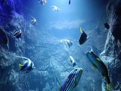 -海合安青岛极地海洋公园