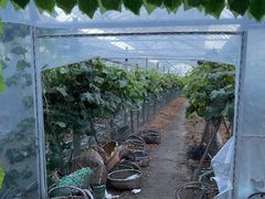 -马陆小张葡萄园农家乐