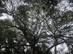 -瑞丽独树成林风景区