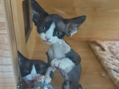 -山宅一喵德文卷毛猫舍