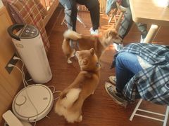-豆柴町-柴犬主题狗咖(红鼎国际C座店)