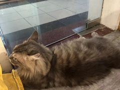 -楼上猫咖(罗湖店)