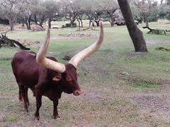 -奥兰多迪士尼动物王国乐园