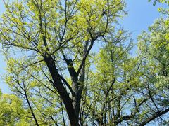 -西湖风景区十里琅珰-五云山