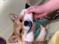 -逗柴咖啡屋·狗咖猫咖宠物桌游
