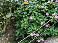 -深圳仙湖植物园