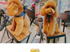 -PETKIT小佩宠物(古北店)