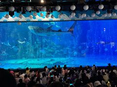 -烟台海昌鲸鲨海洋公园