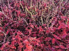 -黑龙江省森林植物园