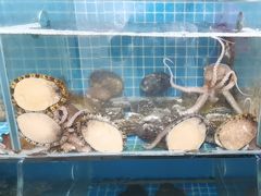 -宾朋海鲜特色美食餐厅·纯手工鲅鱼水饺(兴海路店)