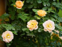 -白鹭湾湿地公园