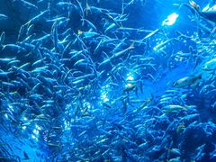 -海合安成都极地海洋公园