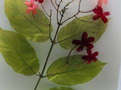 -广东中医药博物馆