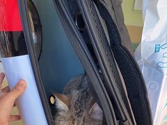 -瑞鹏宠物医院·骨科·猫科·内科(第一中心)