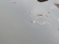 -大屏嶂森林公园