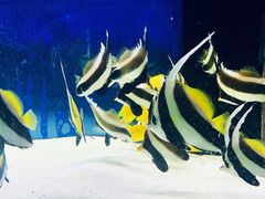 -沙沙哗啦海洋馆(华宇百花谷店)