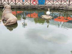 -海合安武汉极地海洋公园