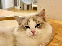 -有喵·猫咖·狗咖·30几只猫10只小狗(岗厦店)