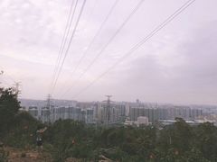 -中山市树木园
