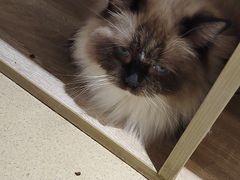 -藏猫猫咖啡主题馆(中央大道店)