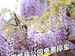 -嘉定紫藤园
