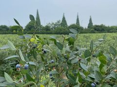 -金谷域澳洲庄园