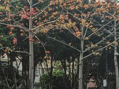 -顺峰山公园