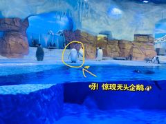 -海合安成都极地海洋公园