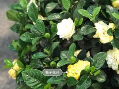 -双季花艺园艺市场(浦东店)