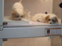 -翊宠yipet猫狗购宠庄园犬舍•猫舍