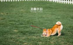 点击看大图 -美薇亭婚礼顾问