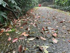 -杭州半山国家森林公园