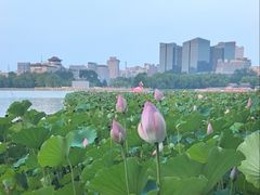 -莲花池公园