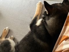 -瑞派康怡24h宠物医院·犬猫医疗中心·微创绝育(瑞景分院)