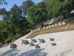 -广东惠东海龟国家级自然保护区