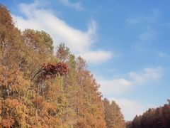 -上海海湾国家森林公园