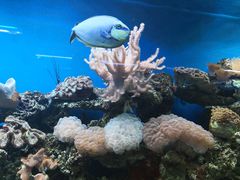 -御唐府海珊瑚主题餐厅