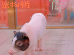 -猪盟咖啡店(玖洲道店)