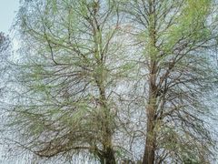 -南宁良凤江国家森林公园