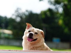 -良成狗狗乐园