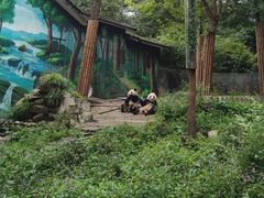 -中国大熊猫保护研究中心雅安碧峰峡基地