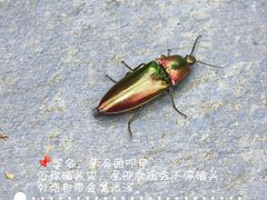 -青龙山国家森林公园