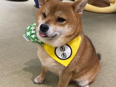 -逗柴咖啡屋·狗咖猫咖宠物桌游